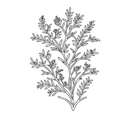 Botanical illustration, delicate foliage arrangement with a minimalist outline style