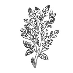 Intricate botanical illustration of an organic leaf cluster on white backdrop