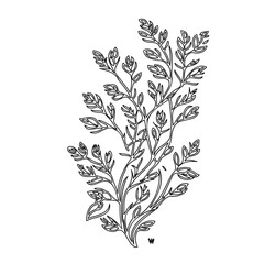 Elegant botanical illustration showcasing a delicate plant with intricate leaves