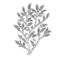 Botanical elegance: a minimalist line art illustration of leafy branches