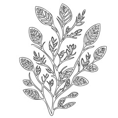 Delicate botanical illustration featuring intricate leaf patterns in monochrome design