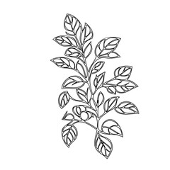Elegant botanical illustration showcasing delicate leaves and intricate branch work