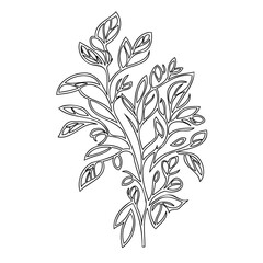 Botanical illustration: Elegant plant with elongated foliage in monochrome style