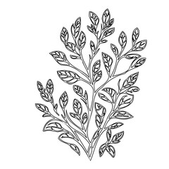Elegant botanical line art illustration of leafy branches on white background
