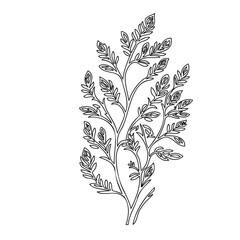 Delicate botanical illustration featuring branching foliage on white background