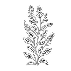 Elegant botanical illustration featuring detailed leaves and floral structures