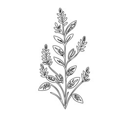 Delicate botanical illustration: A minimalist depiction of plant foliage design