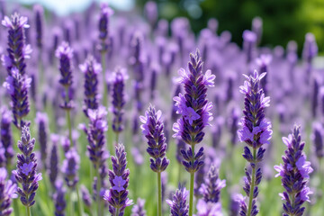 Naklejka premium field of lavender flowers with a blue sky in the background 2
