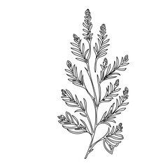 Botanical line drawing of a flowering plant, simple elegance in monochrome