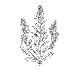 Obraz premium Elegant botanical outline illustration of a stylized lavender plant sprig drawing