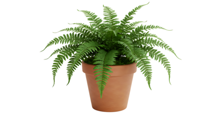 Green fern plant in a brown pot with a black background providing a contrasting color scheme look