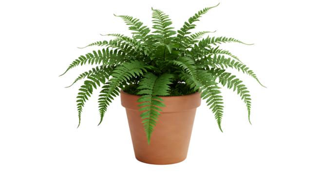 Green fern plant in a brown pot with a black background providing a contrasting color scheme look