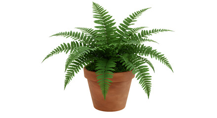 A potted fern plant with green fronds in a terracotta pot against a black background studio shot