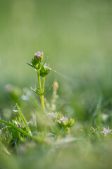 grasshopper on a flower