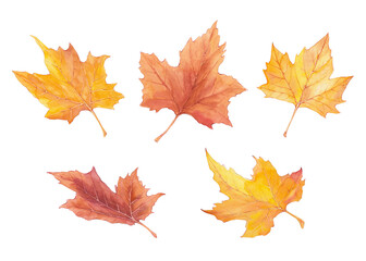 Watercolor maple leaves isolated on white