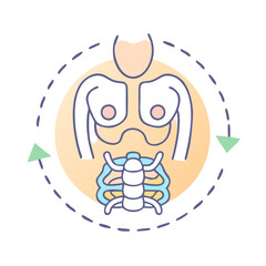 Vector illustration of human torso showing skeleton and muscles