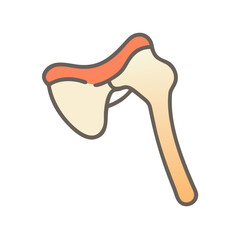 Stylized medical illustration of the human scapula bone anatomy