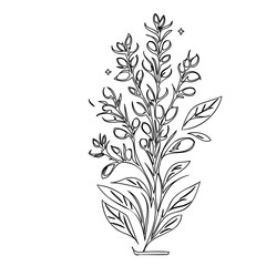Elegant botanical line art illustration showcasing delicate floral arrangement