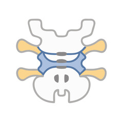 Simplified spine section illustration against a black background