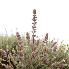 Fototapeta premium Mexican bush sage plant isolated, bushes shrub and small plants