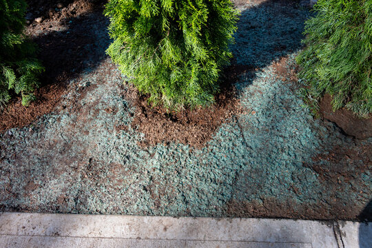 New installation, freshly poured cement sidewalk and newly planted arborvitae plants for green hedge, grass hydroseeding sprayed on dirt to replace dug up grass lawn

