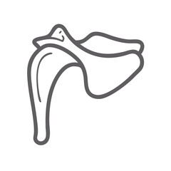 Scapula Outline Illustration Gray on Black Background Anatomy