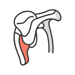 Scapula illustration showcasing the human shoulder bone anatomy