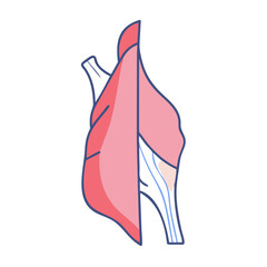 Vector illustration of anatomical thyroid gland with larynx