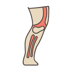 Anatomical illustration of the human leg structure with details