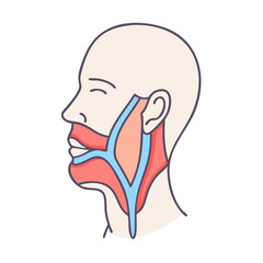 Illustration of human head anatomy showing muscles and veins