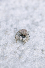 spider in the snow
