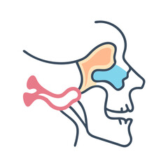 Human skull anatomy colored illustration on a black background