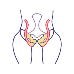 Stylized Female Pelvis Illustration on Black Background