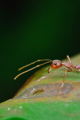 macro photo of red ants