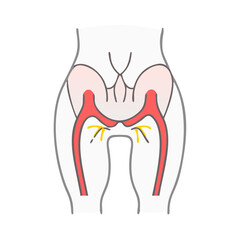 Illustration of lower human anatomy with arteries and nerves