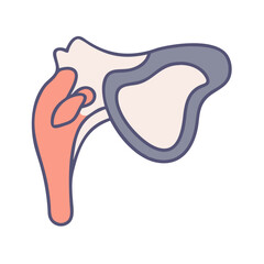 Stylized graphic of shoulder joint anatomy on black background