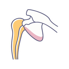 Illustration of human shoulder joint anatomy on black background