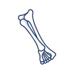 Illustration of a lower human leg with bones highlighted