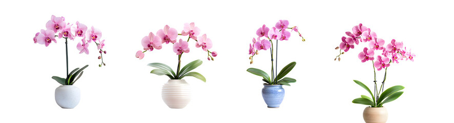 Obraz premium Set of potted pink orchids in pastel color isolated on transparent background