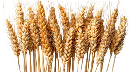 A close-up of several stalks of wheat with seeds, placed against a white background.
