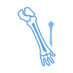 Human arm bones illustration with light blue outline