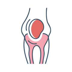 Vector illustration of a stylized anatomical knee joint