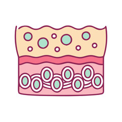 Illustrative depiction of skin layers with cells and glands