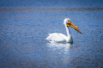 Pelican peaceful swimming in natural habitat wildlife white feathers bird aquatic