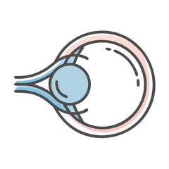 Simplified cross section of human eye with retinal structures