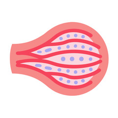Stylized vector diagram depicting a biological muscle cell