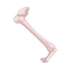 Isolated illustration of a stylized femur bone on black background