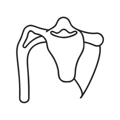 Stylized minimal line art of shoulder girdle illustration