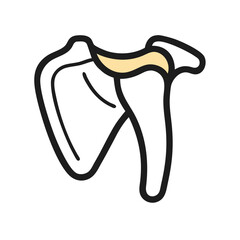 Isolated Scapula bone illustration on black background for educational use