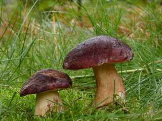 Boletus in the grass